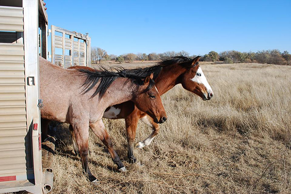 blue roan filly