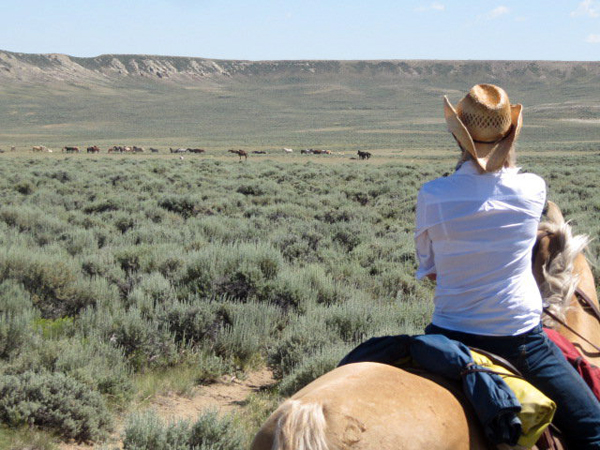 viewing wild horses from on horseback