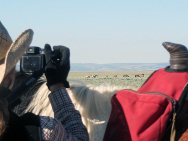 blue sky sage wyoming wild horse tours