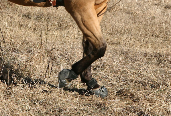 barefoot horses