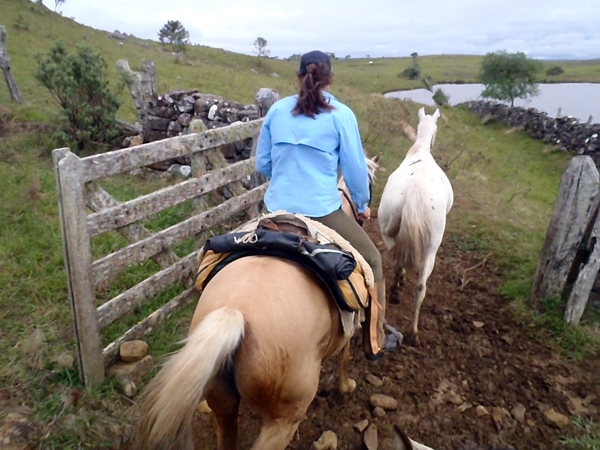 brazil horseback