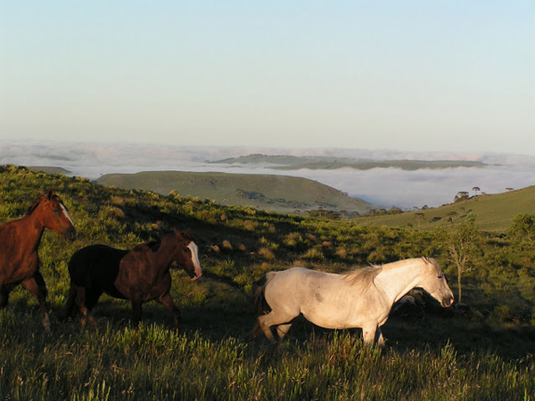 brazil horses running