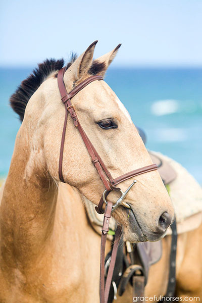 buckskin horse st lucia