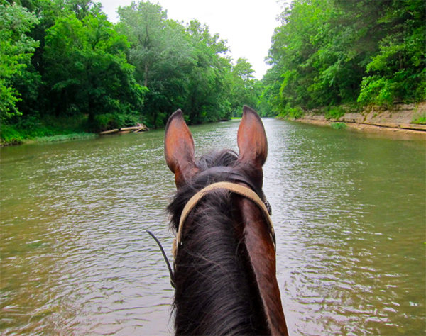 Buffalo River horse riding