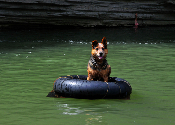 Buffalo River Tennessee dog