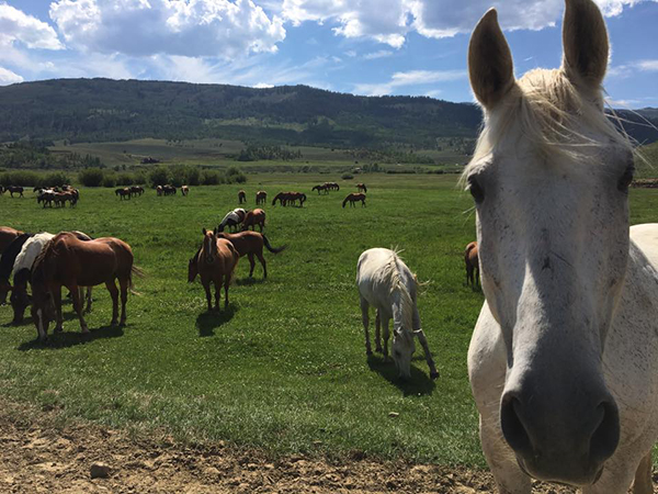 C Lazy U Ranch horse photobomb