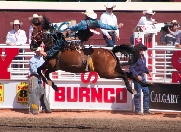 calgary stampede