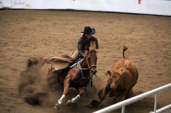 Calgary Stampede Cutting