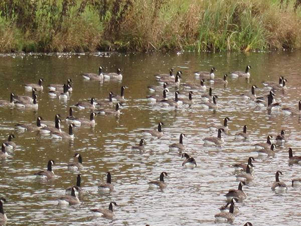 canadian geese in northern maine