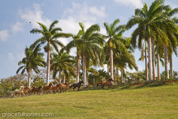 jamaica horseback stables