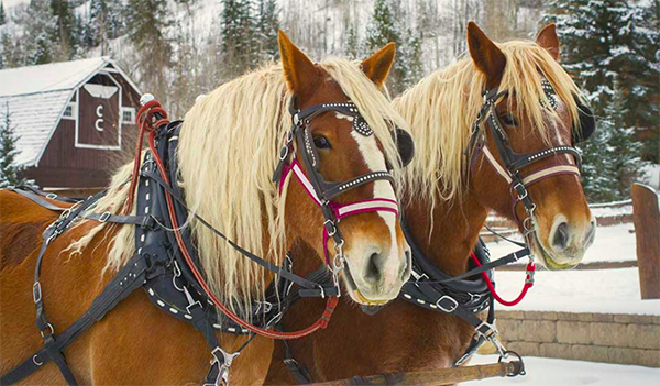 carriage horses at c lazy u ranch