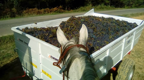 Castellare di Tonda Italy horse riding