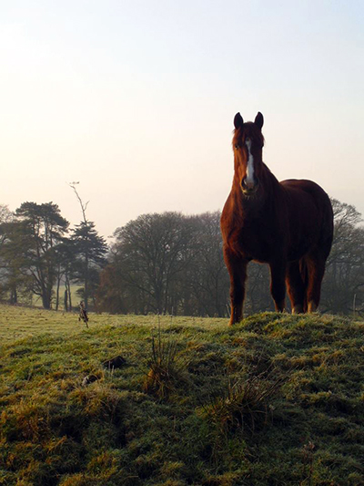 Castle Leslie Ireland horses