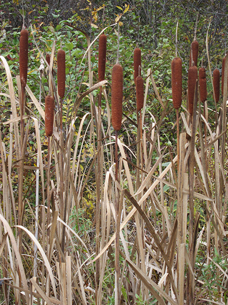 cat tails northern maine