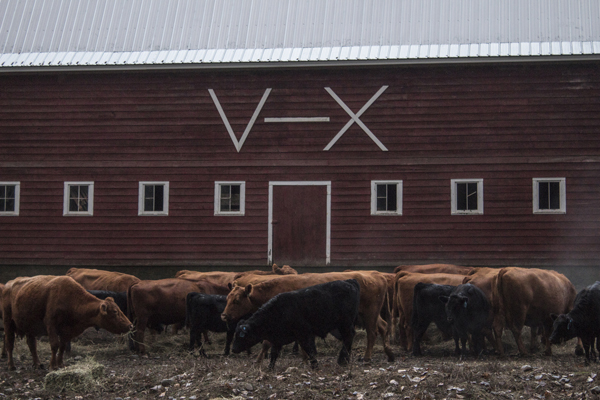 cattle at western pleasure guest ranch idaho