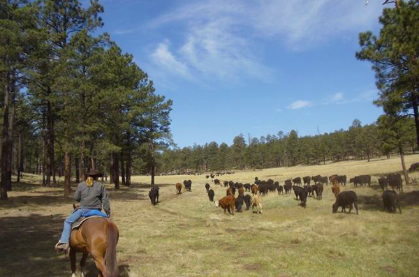 n bar ranch cattle drive nm