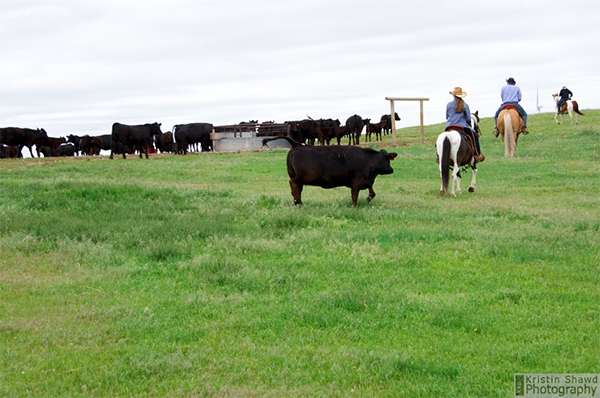 cattle work 101 colorado cattle company