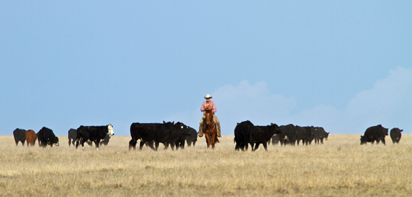 cattle drive