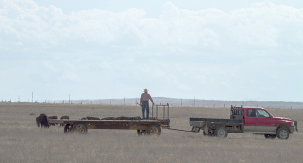 cattle work photo