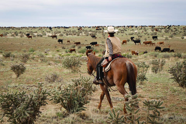 Chico Basin Ranch Herding Cattle