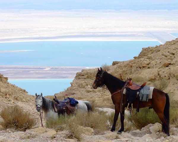 horses rest cliffs dead sea