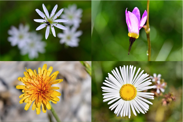 closeup photography of alpine meadow flowers
