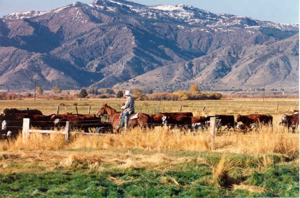 cockrell ranch california cattle drives