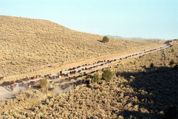 cockrell ranch california cattle drives