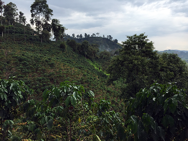 Colombia coffee region