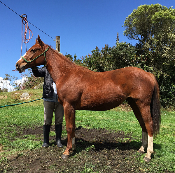 Colombia quarter horse