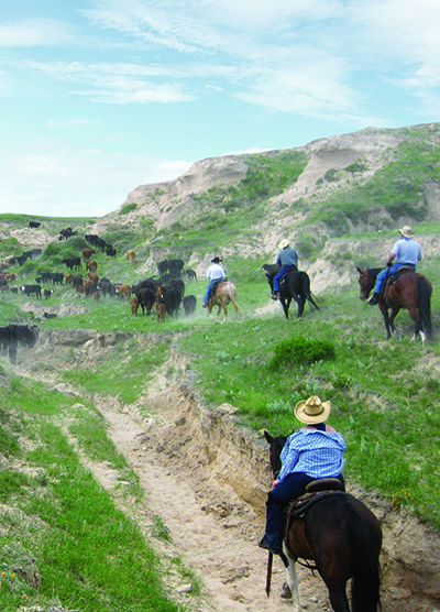 Colorado cattle company cattle drives 