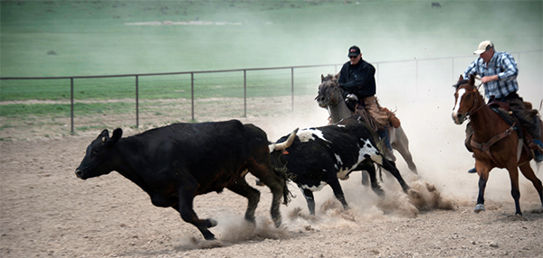 Colorado Cattle Company cattle drive