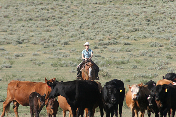 Colorado Cattle Drives