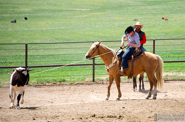 Colorado cattle company roping lessons