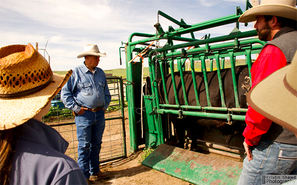 Colorado cattle ranches bull inspections