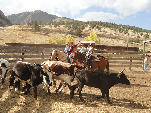 Colorado dude ranch cattle work