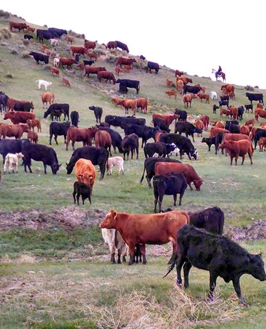 Colorado Cattle Company