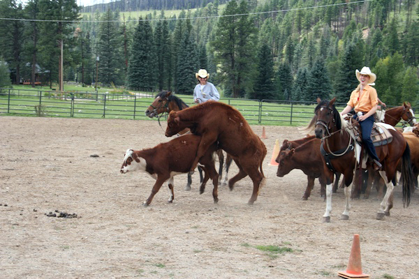 cattle work in Colorado