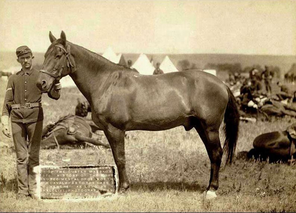 Comanche hero horse