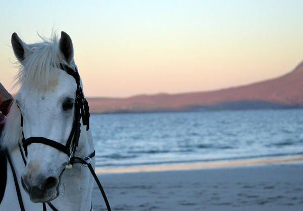 connemara pony beach ireland
