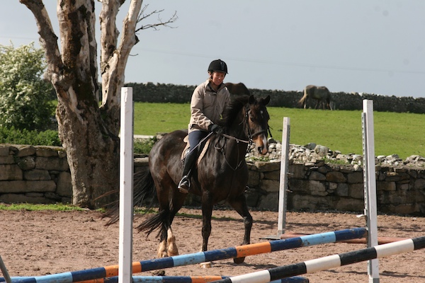 Connemara Pony at Dartfield