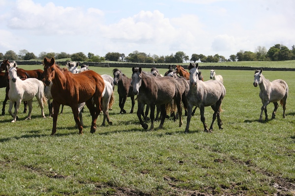 Connemara ponies