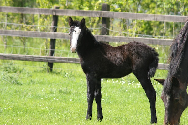 Connemara pony