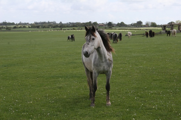 connemara ponies at dartfield horse museum