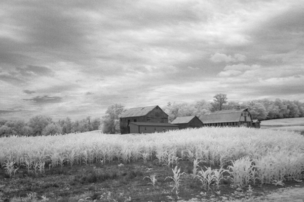 cornfields