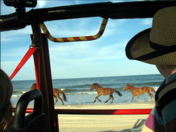 corolla wild horse tours