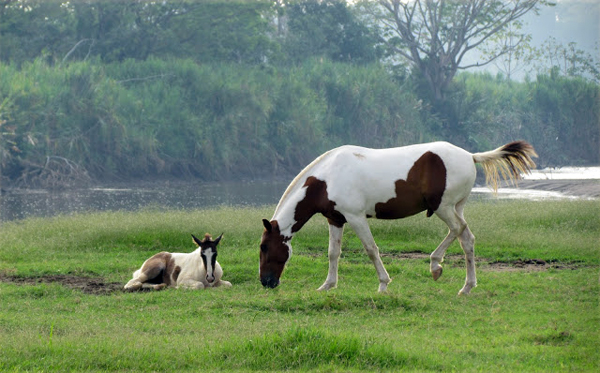 costa rica horses