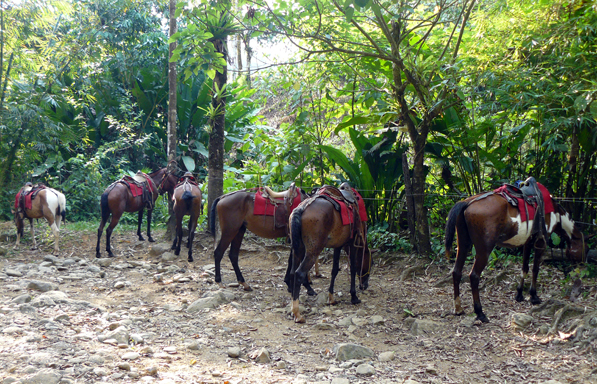 costa rica horse tours