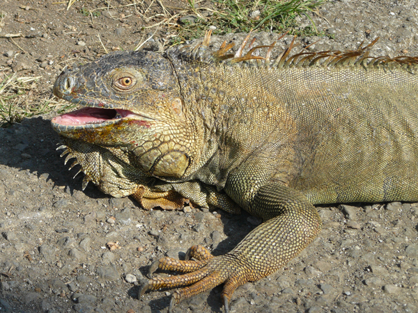 costa rica iguana