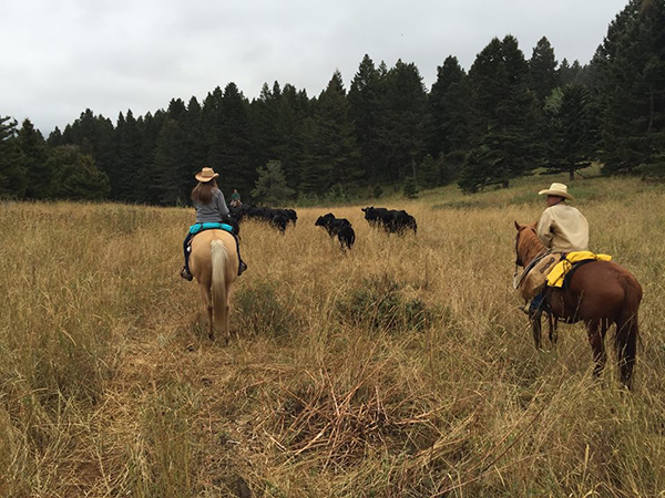 working cows at 63 ranch montana